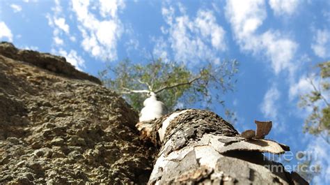 Rock tree Photograph by Lee Smith - Pixels