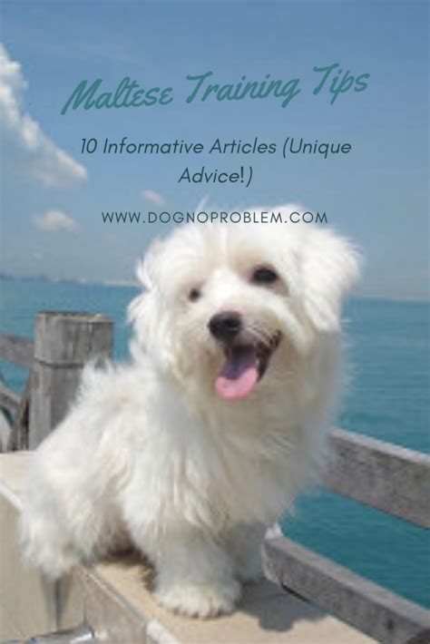 Maltese Dog Training: 5 Informative Articles (Unique Advice!)