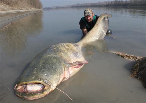 That's what I call fishing. CATFISH: YURI GRISENDI FIGHT A MONSTER OVER 100 KG - HD by CAT WORLD ...