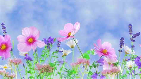 Dell Flower Wallpapers - Top Free Dell Flower Backgrounds - WallpaperAccess