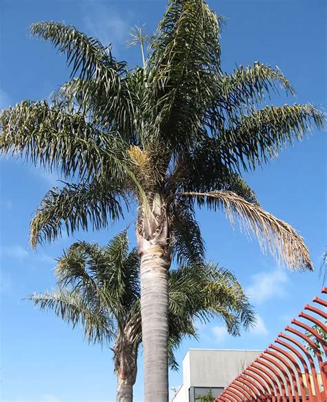 Cost of palm trees in florida - sordigest