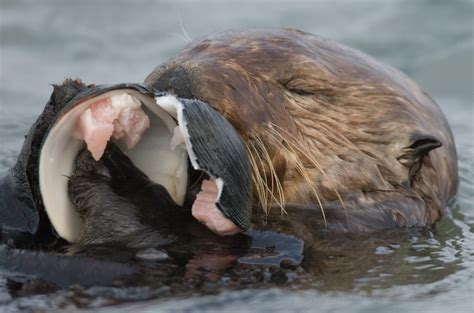 Sea Otter Eating Clam