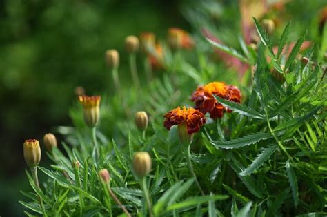 Premium Photo | Marigolds flower. mexican marigold flowers