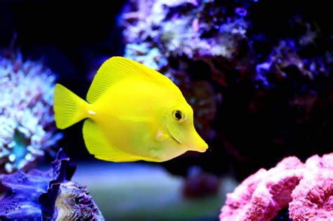 The Best Saltwater Fish To Keep In Your Tank