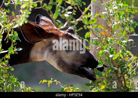 Okapi, okapia johnstoni, Portrait of Adult eating Leaves Stock Photo - Alamy