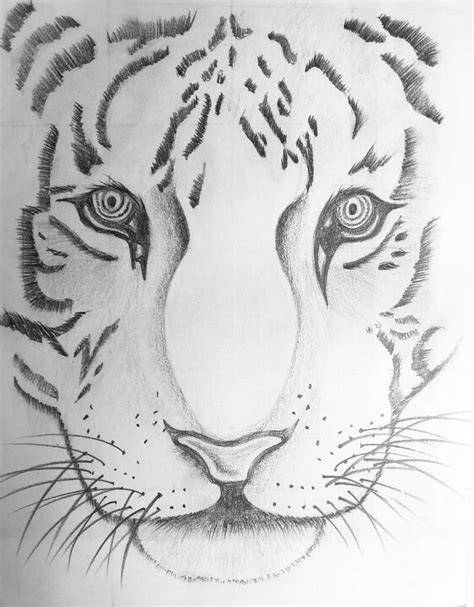 Animal Pencil Drawing