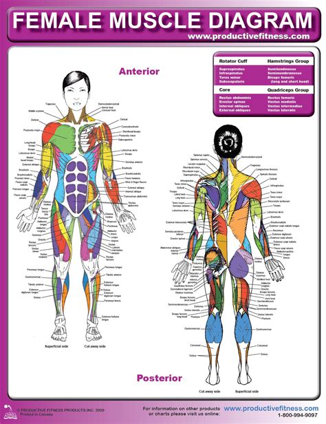 Female Muscle Diagram and Definitions | Jacki's Blog