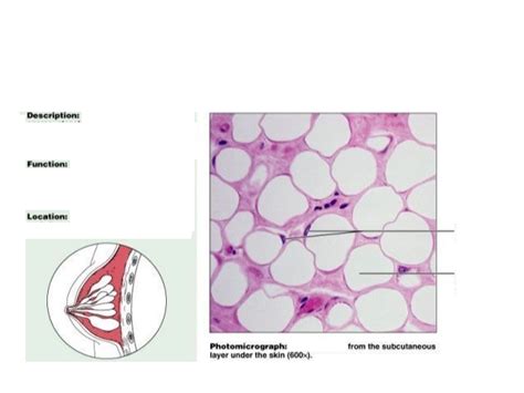 Adipose Tissue Diagram | Quizlet