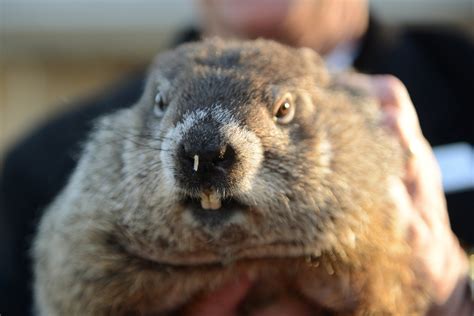 Renowned Groundhog Punxsutawney Phil Does Not See Shadow, Predicts ...