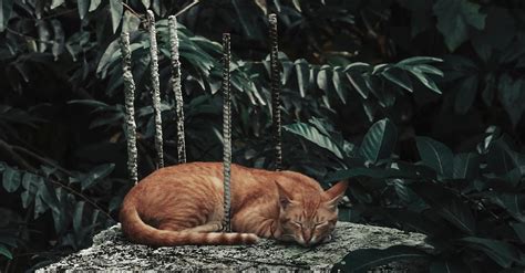 Photo of an Orange Cat Sleeping Near Green Leaves · Free Stock Photo