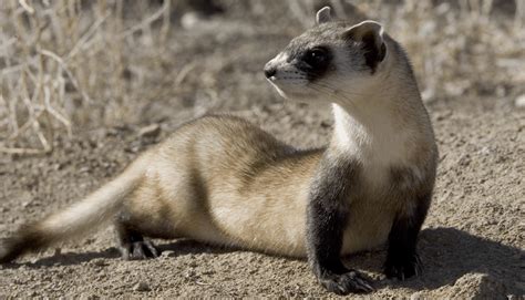 Black-Footed Ferret | Turner Endangered Species Fund