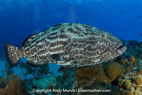 Black Grouper Pictures - images of Mycteroperca bonaci