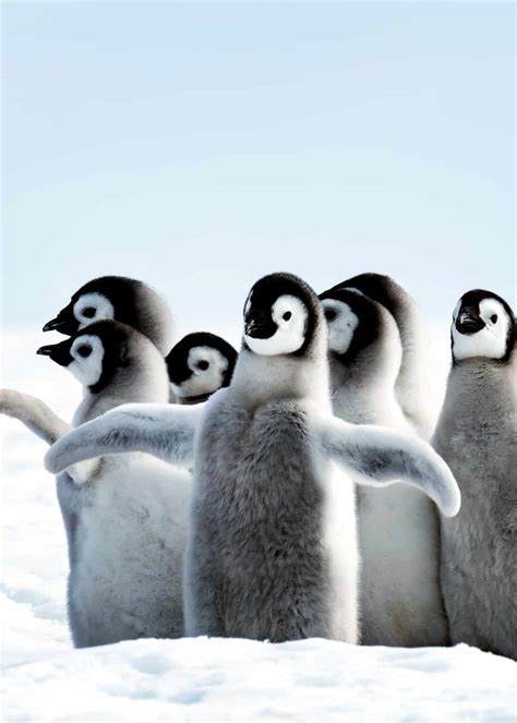 51 Baby Penguin Photos, Videos, and Facts That'll Have You Saying "Awwww!!" | Everywhere Wild