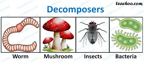 Decomposers In The Amazon Rainforest