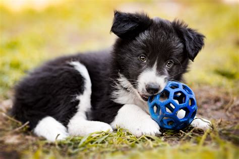 37+ Cute Puppies Border Collie Pic - Bleumoonproductions