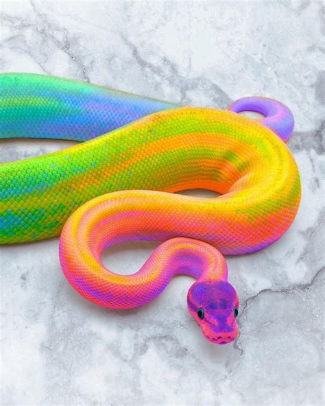 Animals: The Magnificent Rainbow Makeover Edition | Cute reptiles, Cute animals, Rare animals