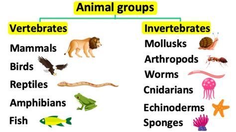 Vertebrates And Invertebrates