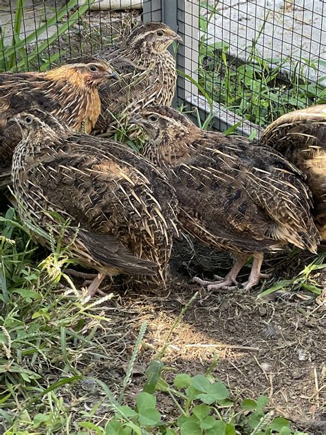 Are Coturnix Quail Loud? - Sandy Soil Farms