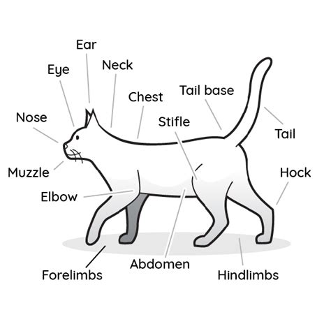 VetCheck | Annotated Cat Body Diagram