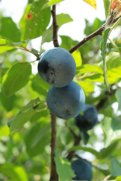 Premium Photo | Fruits of plum on the tree