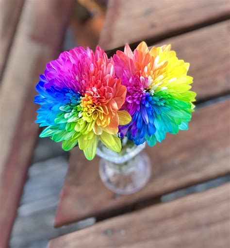 My rainbow flowers (white chrysanthemums dyed multicolored). : r/pics