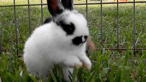 Baby Bunnies Hopping and Playing - YouTube