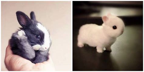 Download 15 Super Cute Baby Bunnies That Will Have You Smili - EroFound