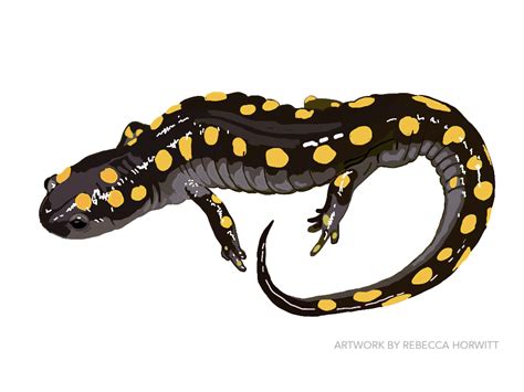 Spotted salamander | REBECCA HORWITT