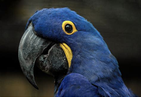 Blue macaw: habitat and characteristics