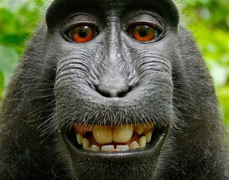 Who owns your photos? Monkeys take 'selfies,' sparking copyright dispute - pennlive.com