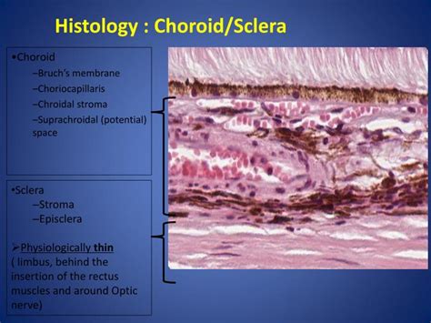 Sclera Histology