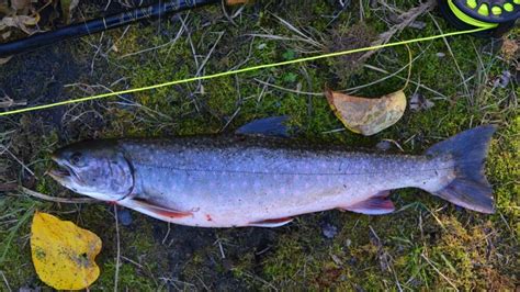 Dolly Varden Trout Fishing Guide: How to Identify and Catch with Proven ...