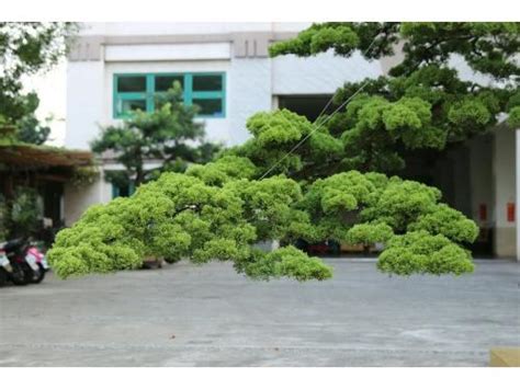 Chinese juniper (Juniperus chinensis) profile - RayaGarden