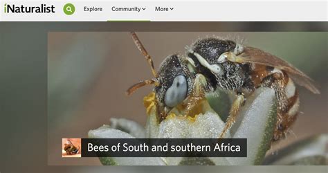 Growing Citizen Science and Bee Watching in South Africa - JRS Biodiversity Foundation