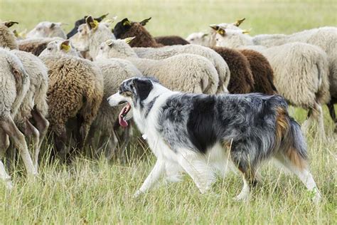 Herding – American Kennel Club