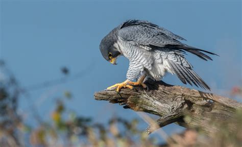 Falcon Symbolism, Dreams, and Messages | Spirit Animal Totems