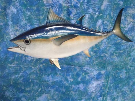 Blackfin Tuna Mounts | New Wave Taxidermy