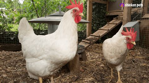 Cornish Chicken Breed. What is it? - Chicken Pets