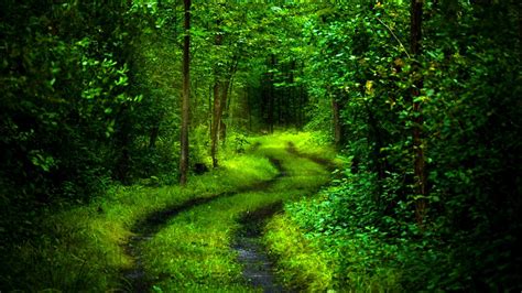 Green Forest Deep Path HD 3D Wallpaper – ALTERNATIVE REALITY