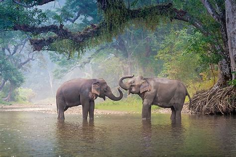 What Animals Live In Asia? - WorldAtlas