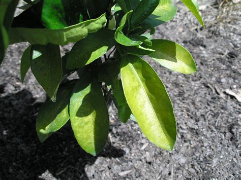 Why are these orange tree leaves yellowing? - General Fruit Growing ...