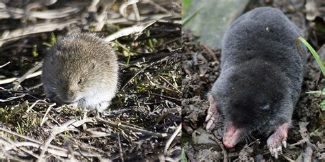 The Difference Between Moles and Voles