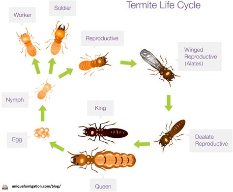 Understanding the Termite Life Cycle: Stages, Reproduction, and Behavior