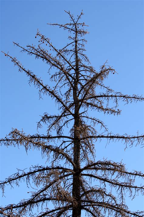 Dead Pine Tree Picture | Free Photograph | Photos Public Domain