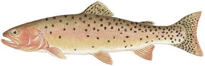 Fish Identification: Cutthroat Trout (Oncorhynchus clarki)