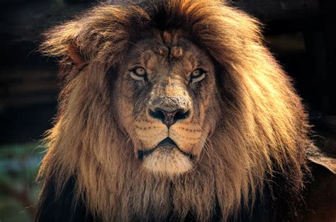 4k Lion Hd, HD Animals, 4k Wallpapers, Images, Backgrounds, Photos and ...