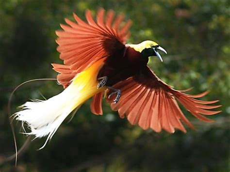 Cenderawasih, Burung Langka nan Elok dari Papua