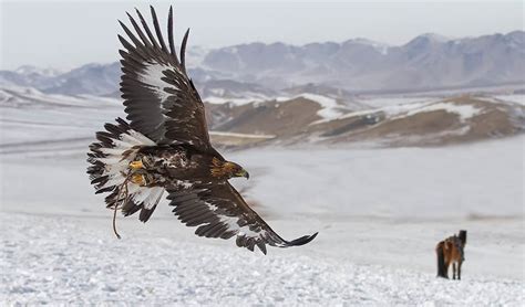 Falcon Images: Golden Eagle Hunting Wolf Mongolia