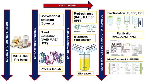 Frontiers | Conventional and Novel Technologies in the Production of Dairy Bioactive Peptides