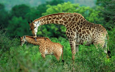 Animal Giraffe With Cub Jungle Green Trees, Grass Latest Hd Wallpaper : Wallpapers13.com